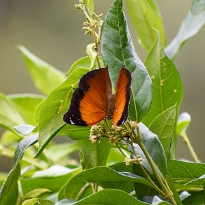 Leafwing