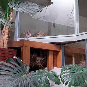 Zoo Sierakowice - Serval (Leptailurus serval) enclosure