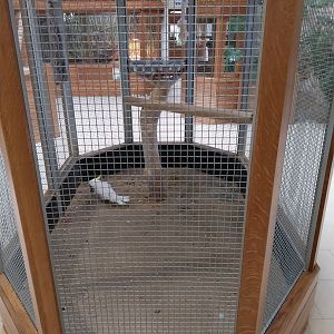 Zoo Sierakowice - Sulphur Crested Cackatoo (Cacatua galerita) aviary