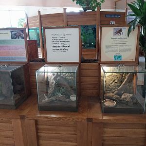 Zoo Sierakowice - Tarantulas