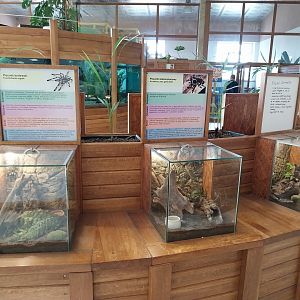 Zoo Sierakowice - Tarantulas