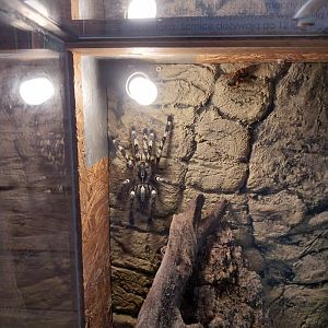 Zoo Sierakowice - Indian Ornamental Tree Spider (Poecilotheria regalis)