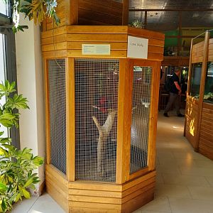 Zoo Sierakowice - Moluccan eclectus (Eclectus roratus)