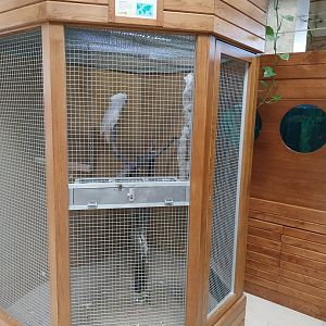 Zoo Sierakowice - White Cockatoo (Cacatua alba)