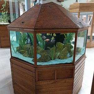 Zoo Sierakowice - Cichlid aquarium