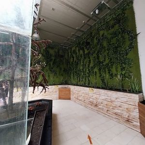 Zoo Sierakowice - Rainbow Lorikeet (Trichoglossus moluccanus) walk-through