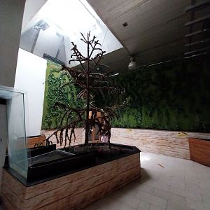 Zoo Sierakowice - Rainbow Lorikeet (Trichoglossus moluccanus) walk-through