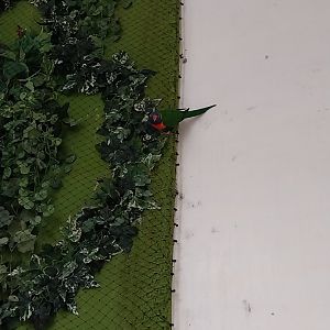 Zoo Sierakowice - Rainbow Lorikeet (Trichoglossus moluccanus) walk-through