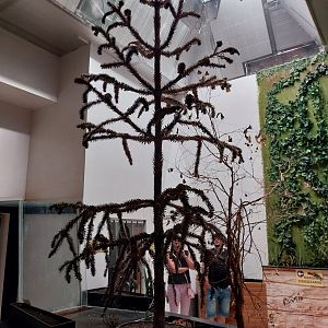 Zoo Sierakowice - Rainbow Lorikeet (Trichoglossus moluccanus) walk-through