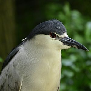 Children's Zoo - Black-crowned Night Heron (Nycticorax nycticorax)