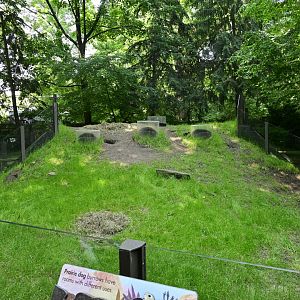 Children's Zoo - Black-tailed Prairie Dog (Cynomys ludovicianus) Exhibit