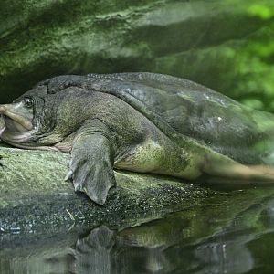 Children's Zoo - Florida Softshell Turtle (Apalone ferox)