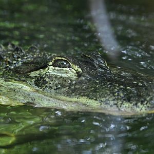 Children's Zoo - American Alligator (Alligator mississippiensis)