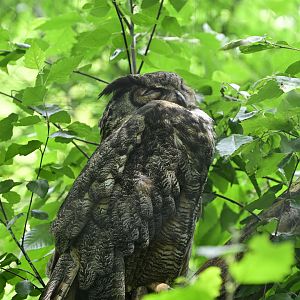 Children's Zoo - Great Horned Owl (Bubo virginianus)