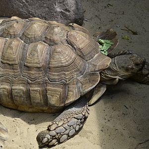 Children's Zoo - African Spurred Tortoise (Centrochelys sulcata)