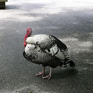 Children's Zoo - Domestic Turkey (Meleagris gallopavo domesticus)