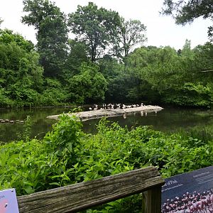 Flamingo Lagoon - Main Exhibit
