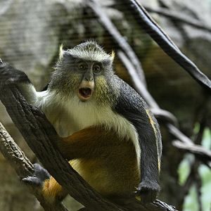 Congo Gorilla Forest - Wolf's Monkey (Cercopithecus wolfi)