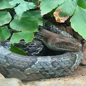 Moellendorff's Trinket Snake (Elaphe moellendorffi)