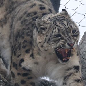 Snow Leopard