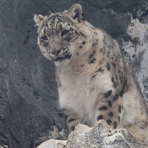 Snow Leopard
