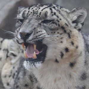 Snow Leopard
