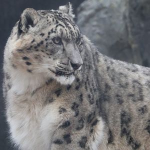 Snow Leopard