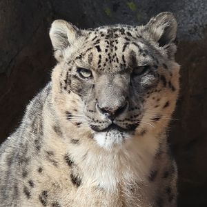 Snow Leopard