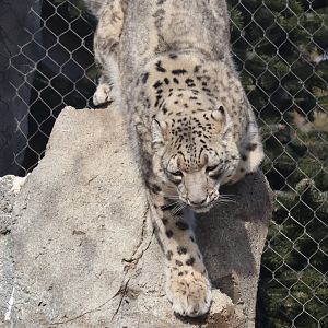 Snow Leopard