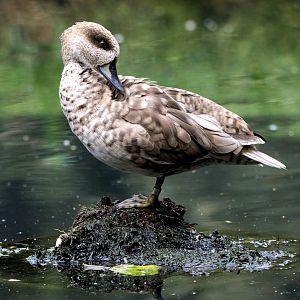 Marbled duck