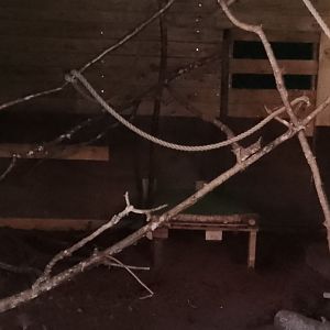 Exhibit for nine banded armadillo 020225