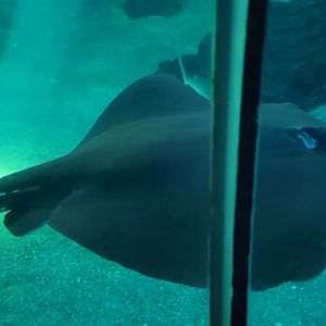 Hawaiian Stingray