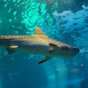 Tiger Shark (juvenile)