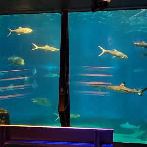 'Open Ocean' main viewing window