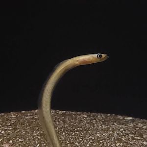 Hawaiian Garden Eel