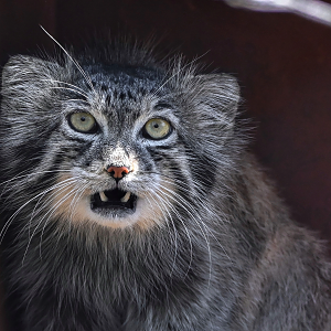 Pallas's cat