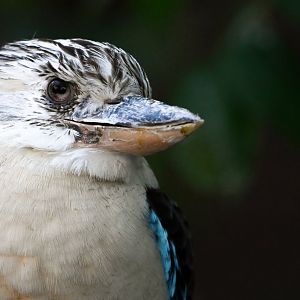Blue-winged kookaburra