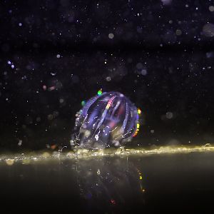 Dryodora glandiformis (Comb Jelly)