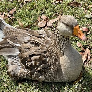 Greylag goose (Anser anser)