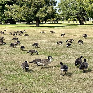 Canada geese (Branta canadensis)