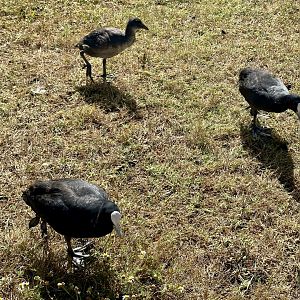 Australian coot (Fulica atra australis)
