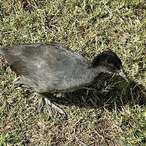 Juvenile Australian coot (Fulica atra australis)