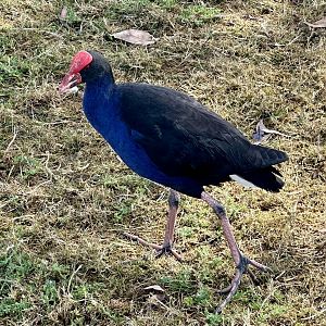 Pūkeko (Porphyrio melanotus)