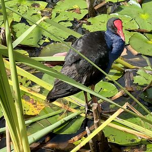 Pūkeko (Porphyrio melanotus)