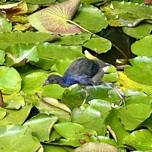 Juvenile Pūkeko (Porphyrio melanotus)