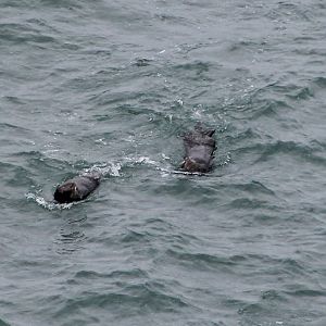 Sea Otters (Enhydra lutris lutris)