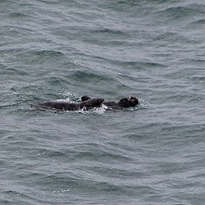Sea Otters (Enhydra lutris lutris)