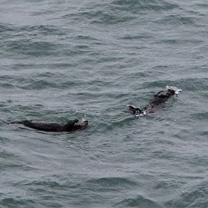 Sea Otters (Enhydra lutris lutris)