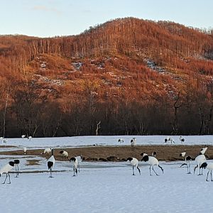Japanese Cranes (Grus japonensis)