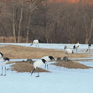 Japanese Cranes (Grus japonensis)